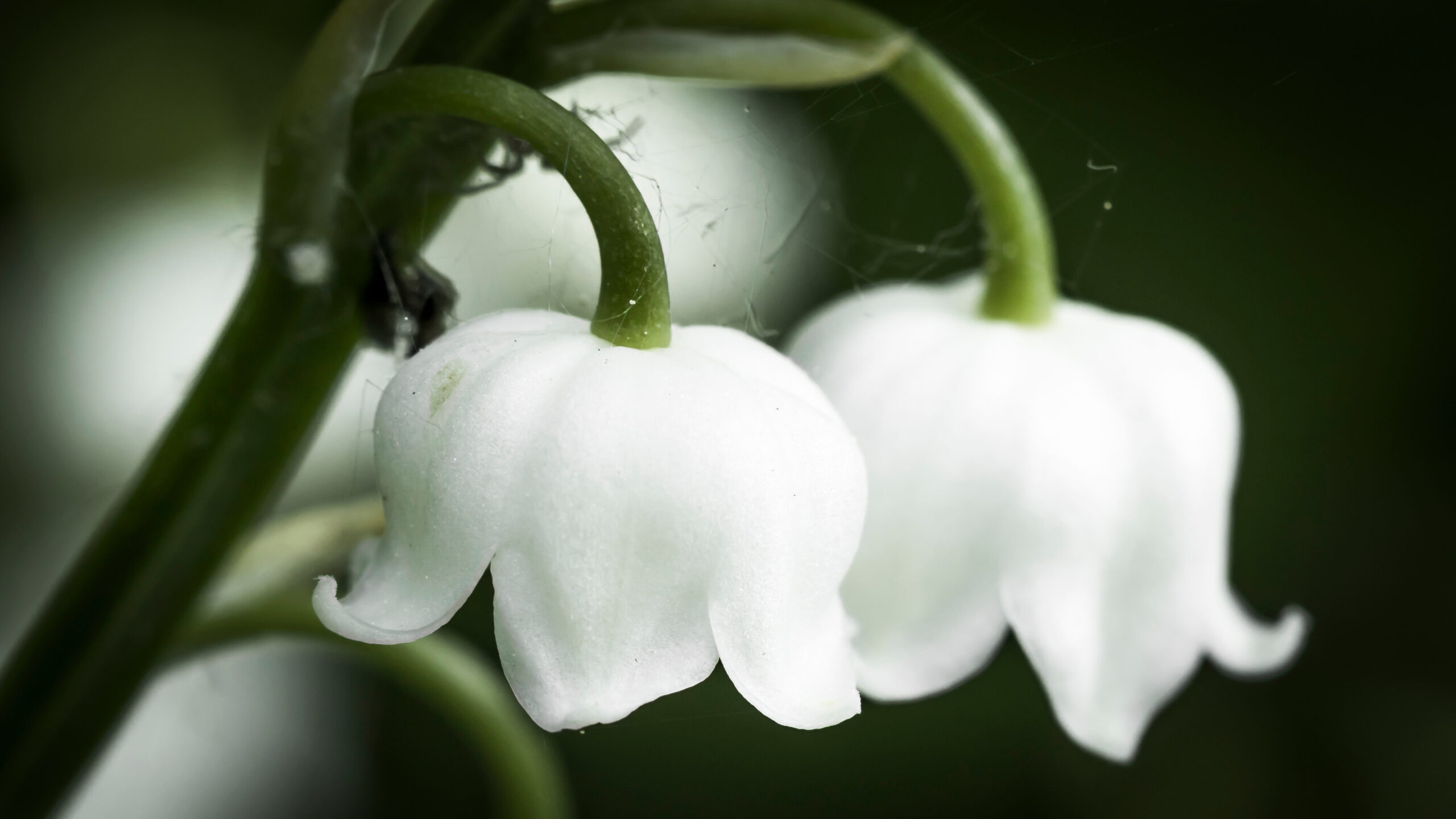 Lily-of-the-valley