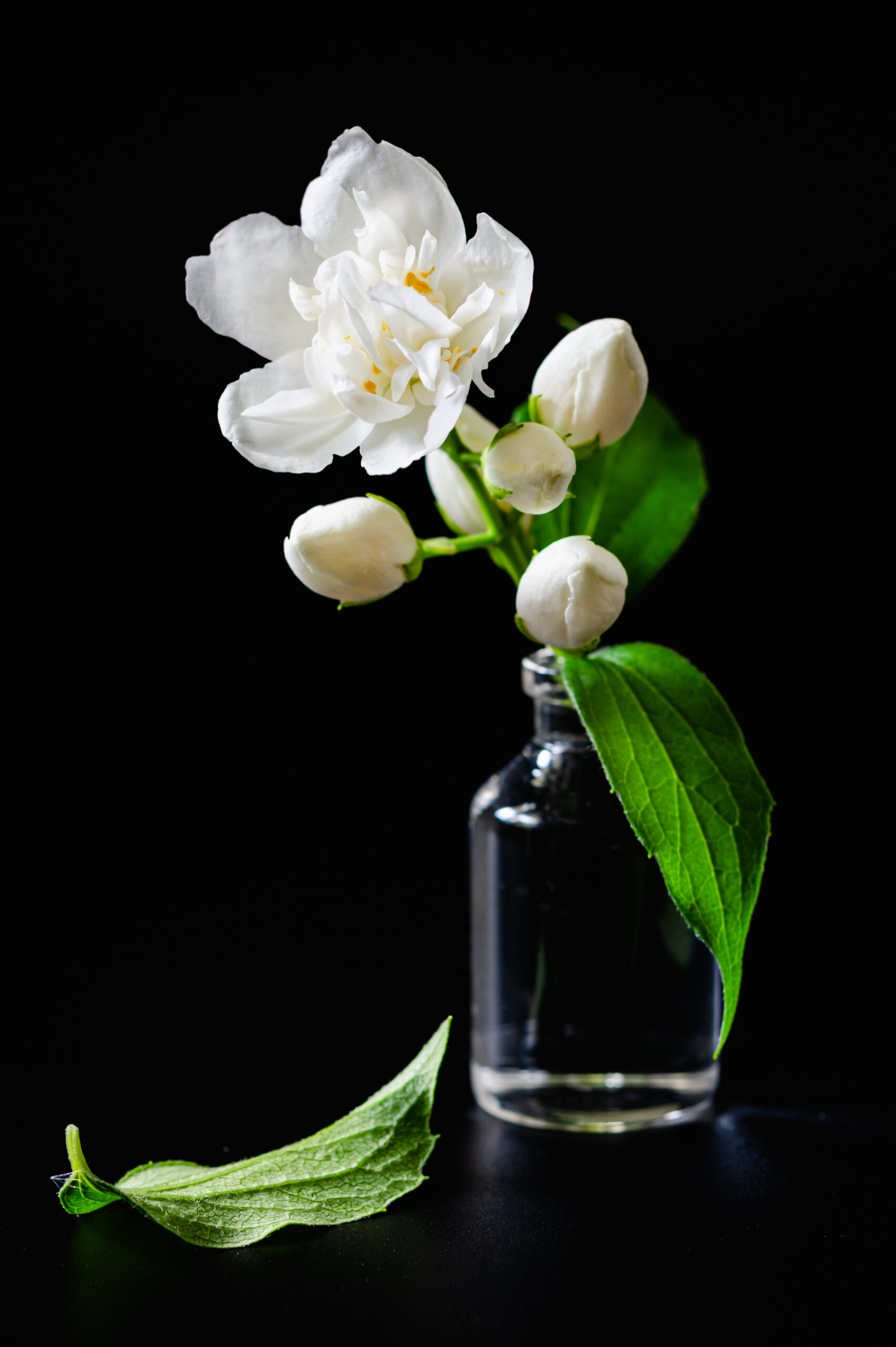 jasmine flower in a glass bottle on a black background