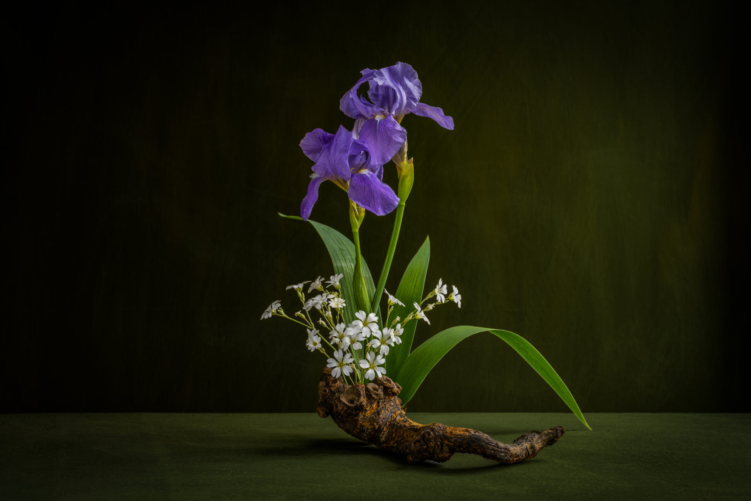 Iridaceae. Íris. Cerástium. Ikebana on driftwood in Japanese style.