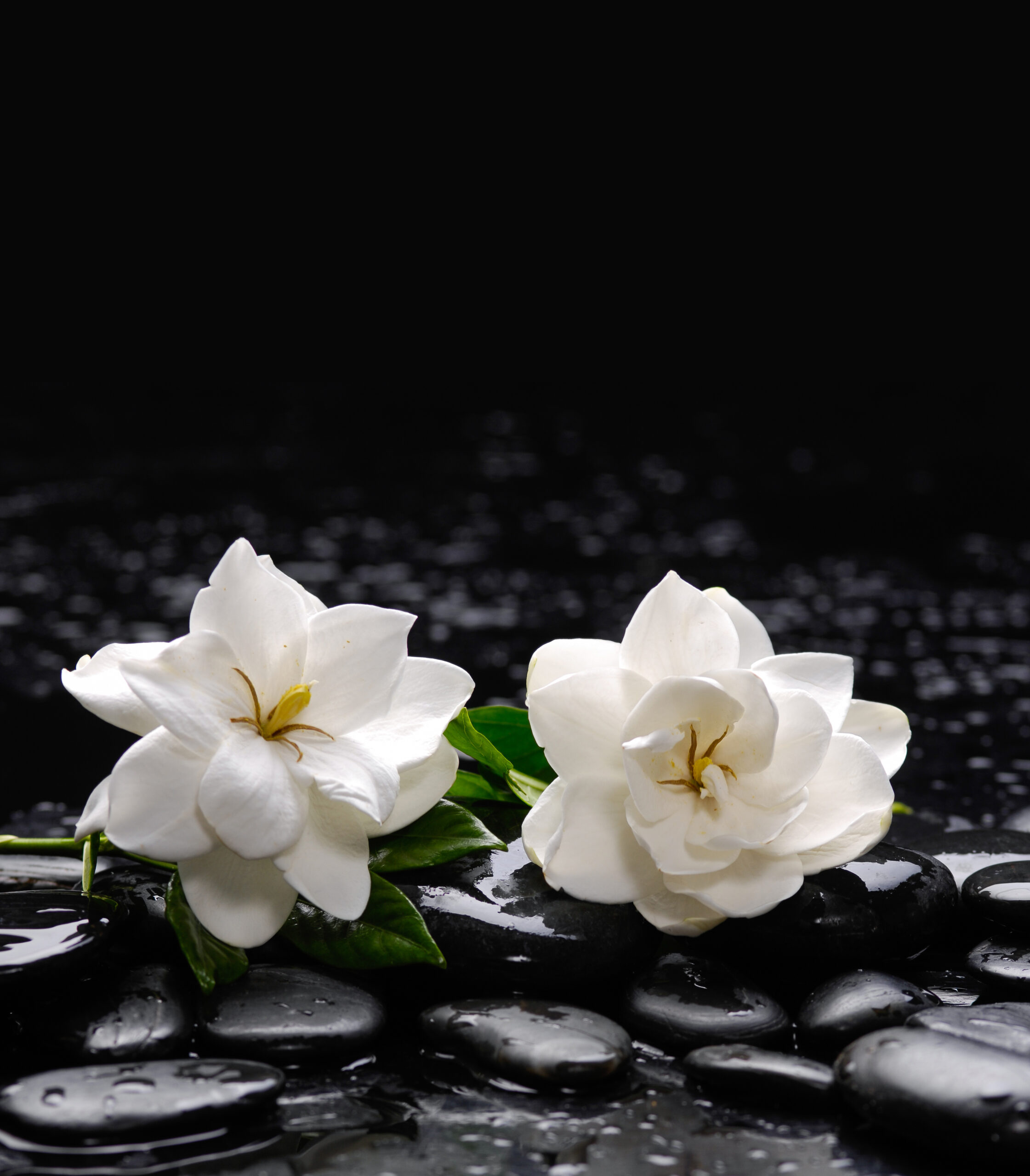 Still life with two gardenia with therapy stones
